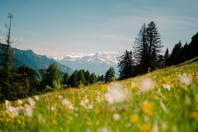 🌸🏔️🌞 Simple moments, simple joys. Spring is here 🌸🏔️🌞

#swissphotographer #swissalps #swisstourism #swisslandscape #flowers #spring